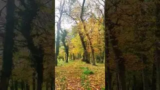 #theautumn#garden#relax #pets #nature