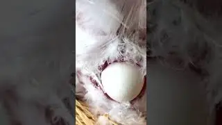 Easter chicken poops an egg