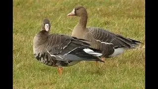 Greater White fronted goose