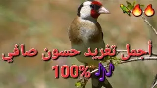 أجمل تغريد لطائر الحسون في الطبيعة 🌿 تغريد و غناء قوي يحفز على الغناء و الخروج من الاكتئاب 