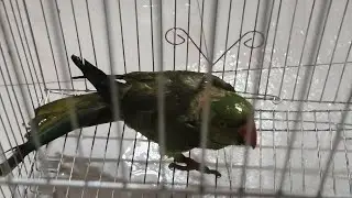 &ldquo;Watch This Adorable Parrot Enjoying Bath Time 😍 | Nahate Hue Tota&rdquo;🦜🥰#Tota #ParrotBath #CuteBirds #