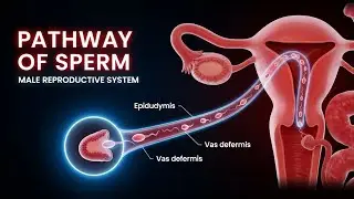 How Sperm Travels Inside the Body | Full Male Anatomy Process
