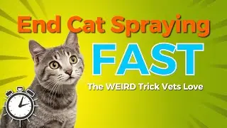 End Cat Spraying Fast: The Weird Trick Vets Love. #catbehavior #catcaretips #catspraying