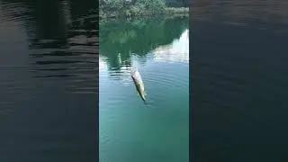 No WAY He HIT It THIS FAST! 🔥 #shorts #fishing #reaction