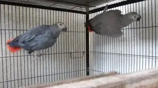 African Grey Parrots Breeding Tips | Congo African Grey