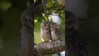 Cutest thing on the internet today ❤️😍