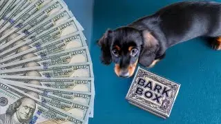 What&rsquo;s inside a BARK BOX?