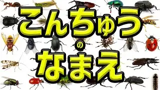 【写真で覚える★昆虫の名前】昆虫の写真で虫達の名前を覚えるよ☆彡ダンゴムシ・かまきり・てんとうむし・クワガタ・タガメ・セミ★子ども向け昆虫の写真図鑑｜ Insects Animation