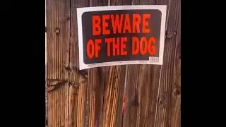 Guard dog on duty🐕⠀⠀-⠀#dog #plottwist #9gag