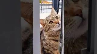 How To Find Your Lost Cat (Best Strategies)