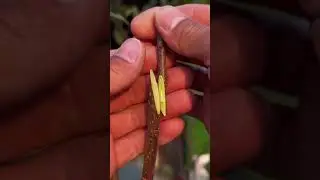 Greffe &agrave; Deux Mains : Une Technique Solide et Efficace pour Vos Arbres Fruitiers