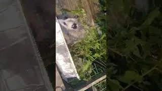 A wild animal rated my porch for cat food watch this video to find out what happens in the end