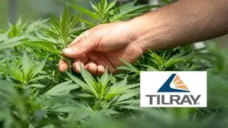 Should You Buy Tilray Going Into 2022?? Tilray (TLRY) Stock Analysis & Price Target