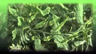 raphanus, wild raddish, hederich, radis, rabanillo,