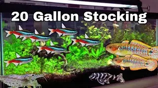 Five AMAZING Fish to keep in 20 Gallons!