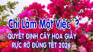 Chỉ Cần Làm Một Việc Này ?. Hoa Giấy Tết Nở Rực Rỡ