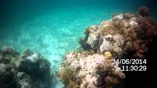 Smiths Reef Turtle