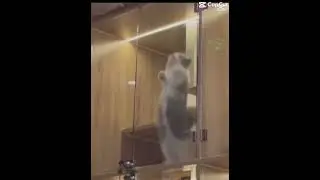 So cute Kittties