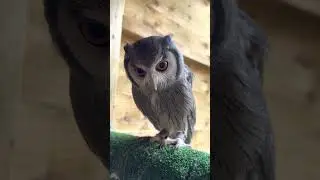 White Faced Owl Call