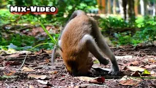Mix Video Summary Clip!, Adorable and Playing Monkey​,@monkeyscorner