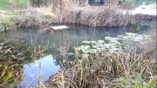 Arco, Parco Arciducale.mp4