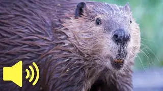 What does a Beaver sound like? - Animal Sounds