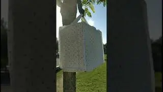 verderón simpático campeando