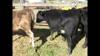 17 Un-Weaned Heifers A/C RT & JM Hughes