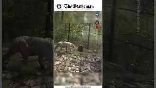 Cooling measures at Nahargarh Biological Park to protect animals from Jaipur's heatwave! #shorts
