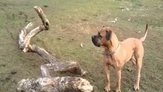 Mastiff/American Bull Dog mix.