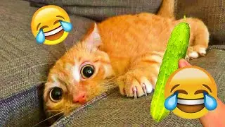 Funniest Cats And Dogs Videos🤣- Best Funny Animal Videos 2026😻