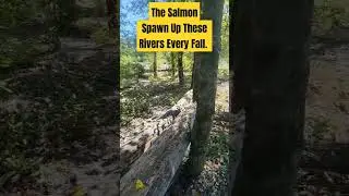 How Washington State Salmon Feed The Forest & In Turn The Forest Feeds & Shelters The Salmon Fry.