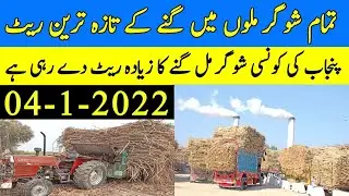 Sugarcane New Rates 2022 Today |Sugarcane New prices Today |Updated Sugarcane Rates 2022 All mills