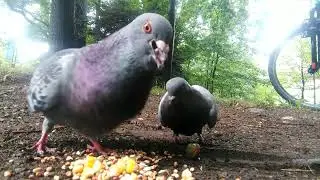 Playing in the pigeon park 鳩公園で遊ぶ