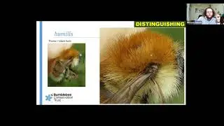 Stepping Stones bumblebee survey level 2 - carder bee extension
