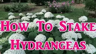 Hydrangea Staking Tutorial