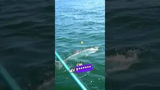 Tarpon on!! #shorts #tarpon #fishing