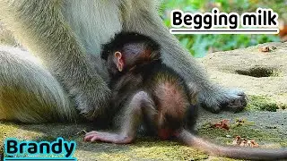 Poor baby Brandy so hungry lay down before mom Briget try begging milk, Wait till long but mom.....