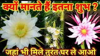 Dragon Fruit Flower &ndash; Kamalam ka Khubsurat Safar | Rare Blooming Documentary | Scientific Facts