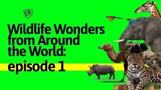 Wildlife Wonders from Around the World Compilation of Stunning Animal and Nature Footage - Episode1