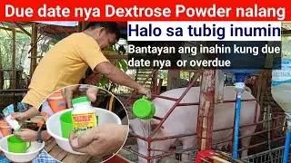 Pig farming: Due date ng baboy inahin dextrose powder nalang halo sa tubig inumin nya l Dodong Vi