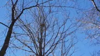 Squirrel hawking with a cast of Harris hawks