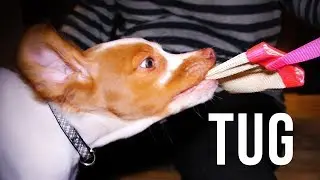 Brittany Spaniel Puppies Playing Tug | Hunter's Heart Scent Dog Training