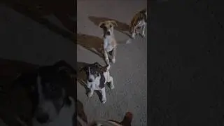 Cute Puppies Eating food#Short #youtubeshorts#youtubeshorts videos