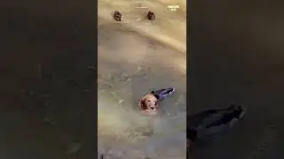 Dog attacked by ducks #shorts #ducks #dogshorts #funnyvideo
