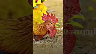 #jallikattu #vadamanjuvirattu #love #shorts #tamil #culture #2024 #trending #bull