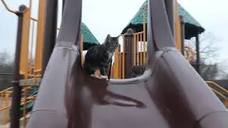 Cats at the Playground