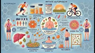 Proven Ways to Stimulate Autophagy for Cellular Health