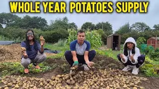 Meron na kaming whole year supply ng Potatoes |Allotment UK 