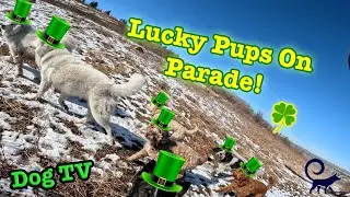 Tip of the Tail Adventures - Episode 11 - Full Dog TV Off Leash Walk (Dexter's Group)